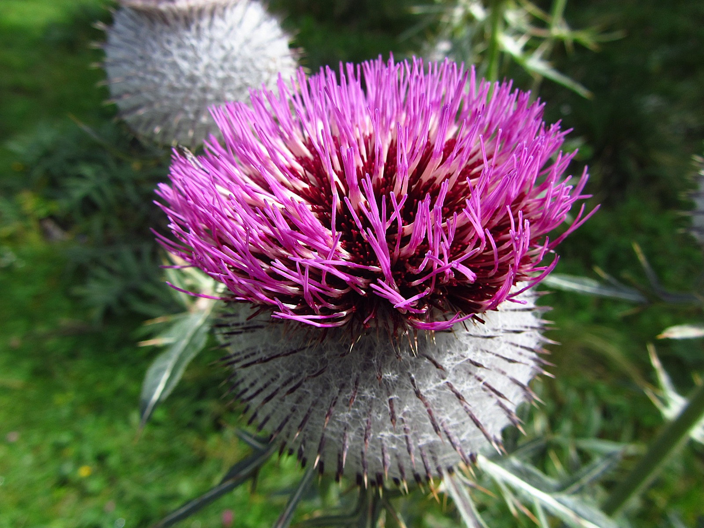  Wild Thistle 